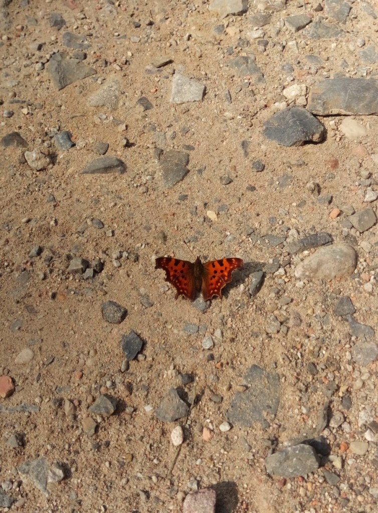 Roter Schmetterling auf dem Schotterweg, Wulkow bei Lebus